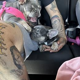 French Bulldogs from Narco Frenchies