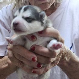 Joey - Gray and white male Alaskan Malamute puppy in Burton, Ohio from Northernlitesmalamutes