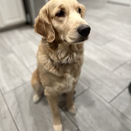 Holly - Golden Retriever