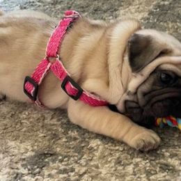 Pug All Grown Up from Agape Pugs