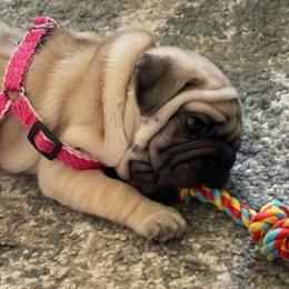 Pug All Grown Up from Agape Pugs