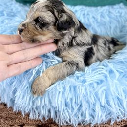 Merle boy - Merle male Bernedoodle puppy in Crete, Illinois from Plum Valley Pups