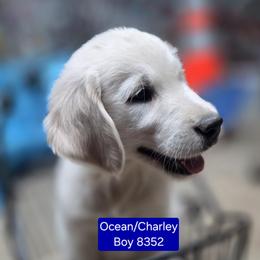 Ocean boy 4 - Light golden male Golden Retriever puppy in Niles, Michigan from Christiana Creek Goldens