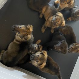 German Shepherd Puppies from Eisenkraft K9’s