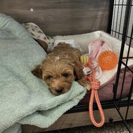 Cavapoo, Cockapoo, Goldendoodle, and Maltipoo Puppies from Perdue Puppies