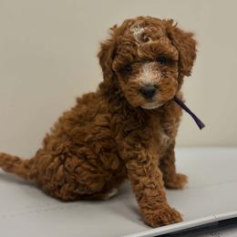 Bernedoodle, Goldendoodle, and Poodle Puppies from 4goldendoodles