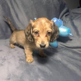 7 Daisy - Cream female Dachshund puppy in Central Point, Oregon from MRS Long Dog Ranch