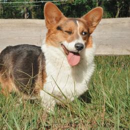 River - Pembroke Welsh Corgi