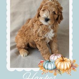 Hawkes - Apricot male Goldendoodle puppy in Coarsegold, California from Hobbit Hollow Acres