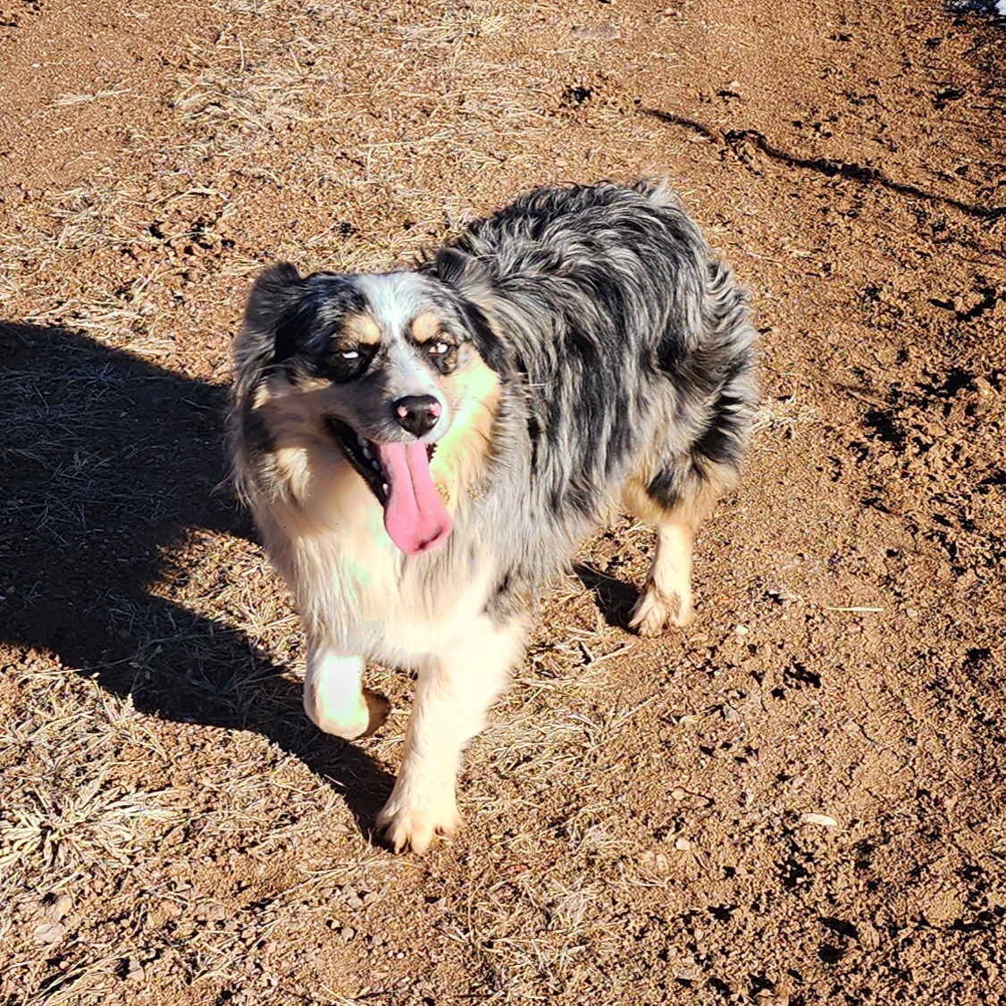 Dixon - Australian Shepherd