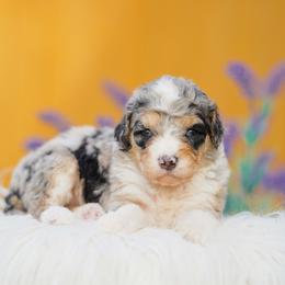 Molly - Merle female Bernedoodle puppy in Spokane, Washington from Lilac City Doodles