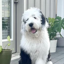 Aussiedoodles, Goldendoodles, Poodles, Saint Berdoodles, Saint Bernards, and Sheepadoodles from Rocky Ridge Ranch