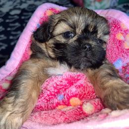 Casey - Red female Shih Tzu puppy in Sacramento, California from NANA’S  QUALITY SHIH TZU'S