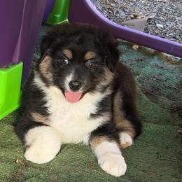 Harbor - Black tri-color female Australian Shepherd puppy in Springfield, Oregon from Shelter Cove Aussies