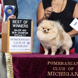 Ivanna - Pomeranian