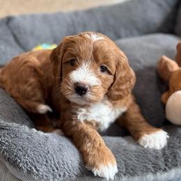 Tribute - Red  male Goldendoodle puppy in Wharton, Texas from Little Fur Friends
