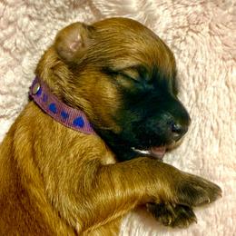 Lilac - Wheaten female Soft Coated Wheaten Terrier puppy in Gordonville, Texas from Serenity Valley Wheatens