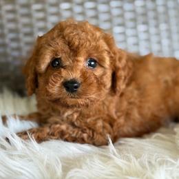 Romeo - Red male Cavapoo puppy in Hardin, Texas from Oodlesoflildoodles