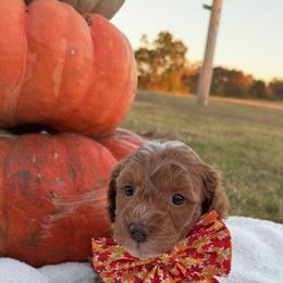 Rusty - Red  male Goldendoodle puppy in Trenton, Tennessee from Pickard’s country Golden doodles
