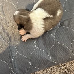 Girl 2 - Chocolate merle female Pomeranian puppy in Decatur, Iowa from Lisa Greenhalgh