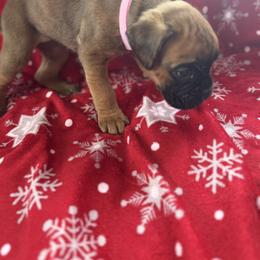 Boxer Puppies from Goose River Boxers Co