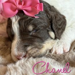Chanel - Parti female Poodle puppy in Independence, Kansas from Malone Standard Poodles