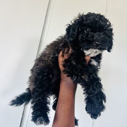 Poodle Puppies from Jessica’s Poodles