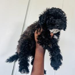 Poodle Puppies from Jessica’s Poodles