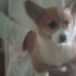 Pembroke Welsh Corgis from Jenny Barrett