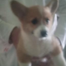 Pembroke Welsh Corgis from Jenny Barrett