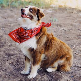 Allie - Miniature Australian Shepherd