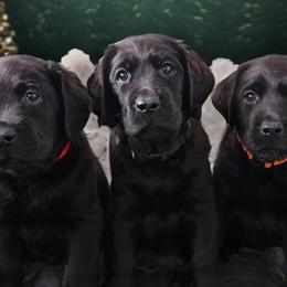 Labrador Retrievers from KVF Labradors