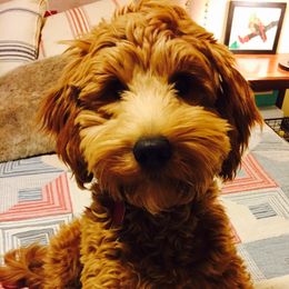 Goldendoodle Puppies from Kings Royal Mini Doodles by King Farms