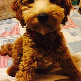 Goldendoodle Puppies from Kings Royal Mini Doodles by King Farms