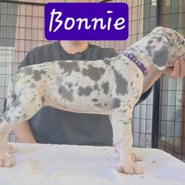 Bonnie - Mantle merle female Great Dane puppy in Longview, Texas from Lazy A Danes
