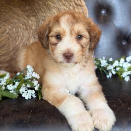 Dayla- Has Videos - Apricot female Aussiedoodle puppy in Troy, South Carolina from Lana Corley- Australian Shepherds of 3/W Farms
