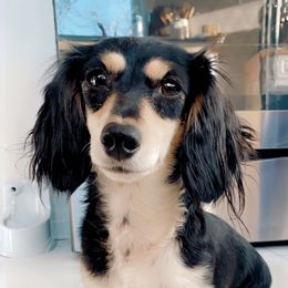 Daisy  - Dachshund