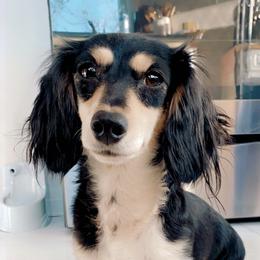Daisy  - Dachshund