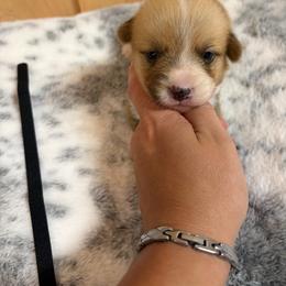 Black collar - Red male Pembroke Welsh Corgi puppy in Elberton, Georgia from Lonesome Boone Corgis