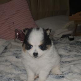Mabry - Black and tan parti male Pomeranian puppy in Angleton, Texas from Pomeranian Palace, LLC
