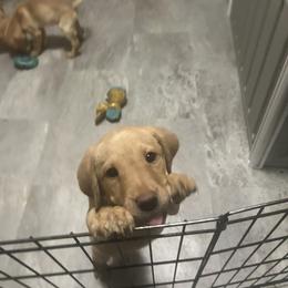 Labrador Retriever Puppies from Valley Creek Dog Boarding and Training