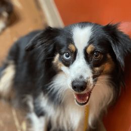 jojo - Miniature Australian Shepherd