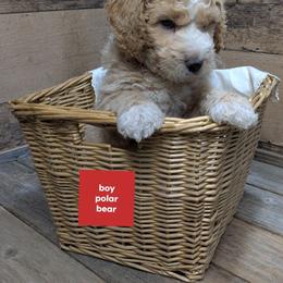 Polar Bear - Cream male Goldendoodle puppy in Cambridge, Minnesota from Country Meadow Doodles
