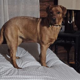 Labrador Retriever Puppies from Oakley's Ohio Labradors