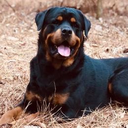Rottweilers from T&A Rottweilers