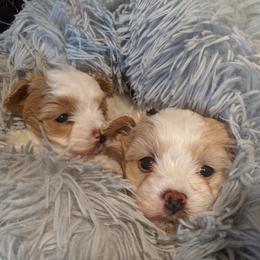 Maltese, Maltipoo, and Poodle Puppies from MountCarmelPuppies