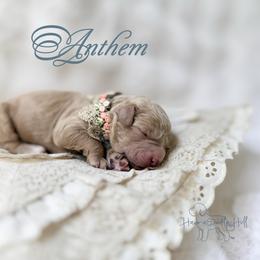 Anthem - Cream female Goldendoodle puppy in Evans, Georgia from Have-a-Doodle Hill
