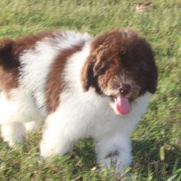 Aladdin - Parti male Poodle puppy in Loretto, Tennessee from K Kountry Farm