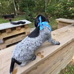 German Shorthaired Pointer Puppies from Bee Stepien