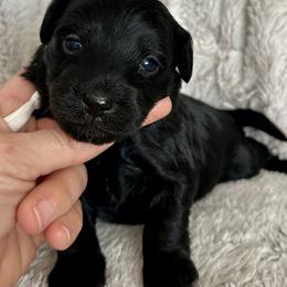 Rocky - Black male Yorkipoo puppy in New Britain, Connecticut from Goldendoodles Stars LLC